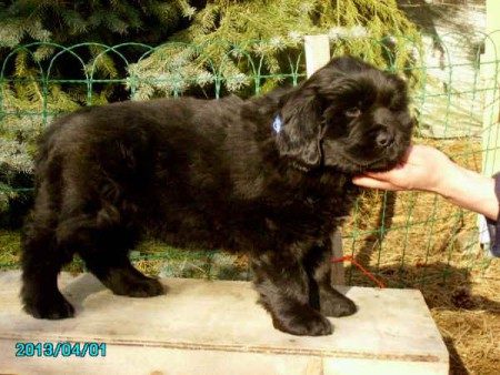 Darf ich mich vorstellen bin der cooper geboren 7.2.2013
